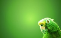green-parrot-wide-300x187