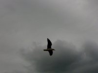 seagull_grey